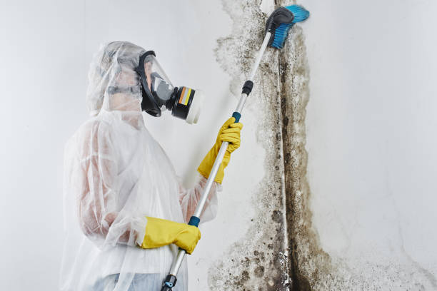 Best Local Mold Removal Service  in Stone Mountain, GA