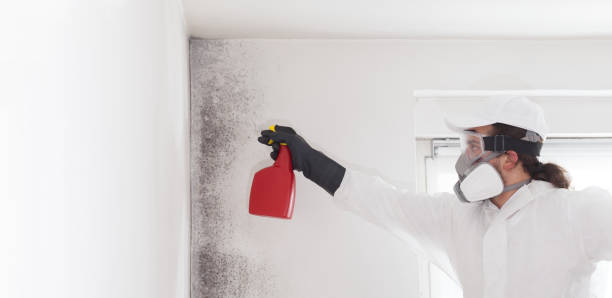 Best Mold Cleaning Services  in Stone Mountain, GA
