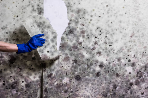 Stone Mountain, GA Mold Removal Company